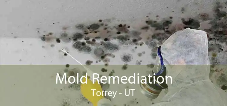 Mold Remediation Torrey - UT