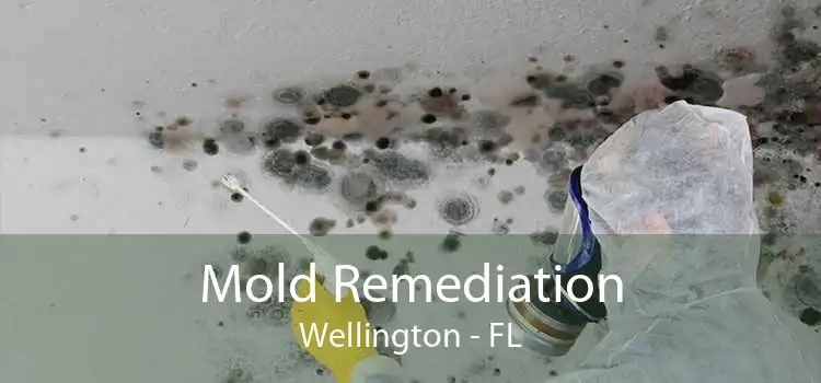 Mold Remediation Wellington - FL